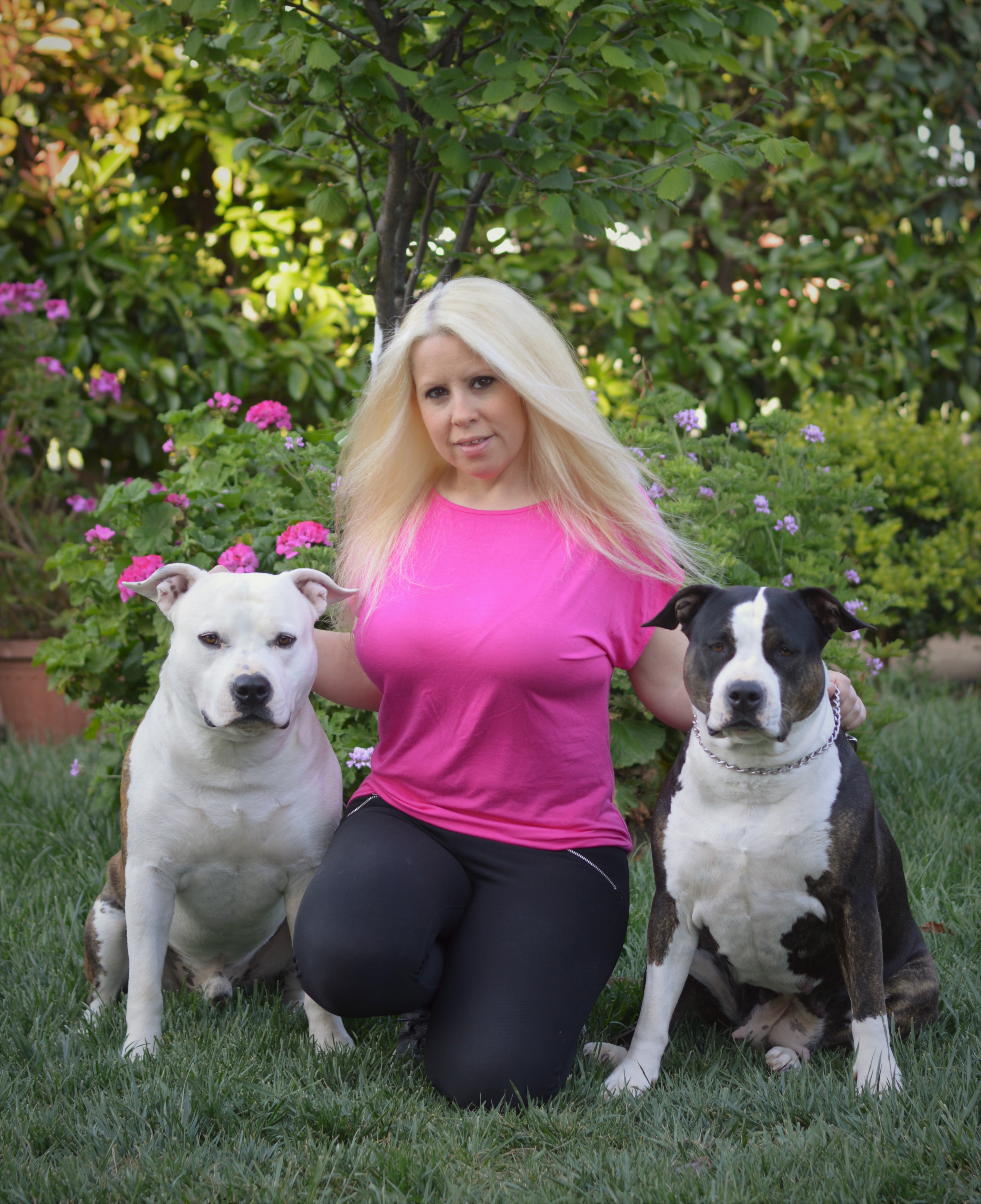 American Staffordshire Terrier