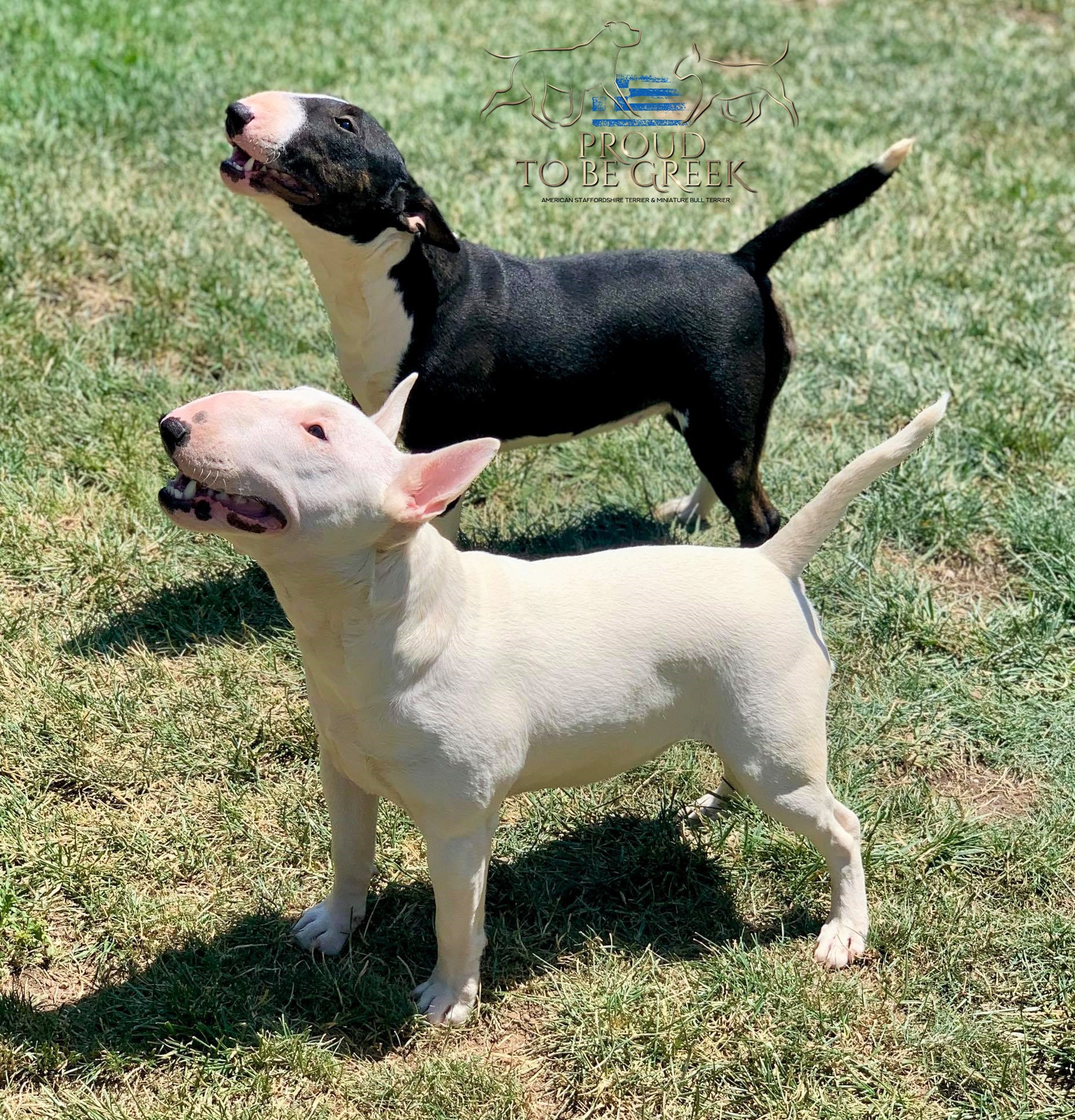 Miniature Bull Terrier